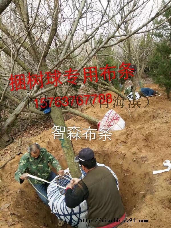 供应捆树球布条